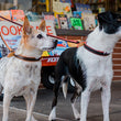 Load image into Gallery viewer, Napoli Collars by P.L.A.Y. - two dogs wearing both colorways with matching collars and leashes
