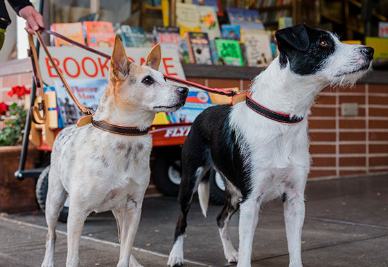 Napoli Collars by P.L.A.Y. - two dogs wearing both colorways with matching collars and leashes