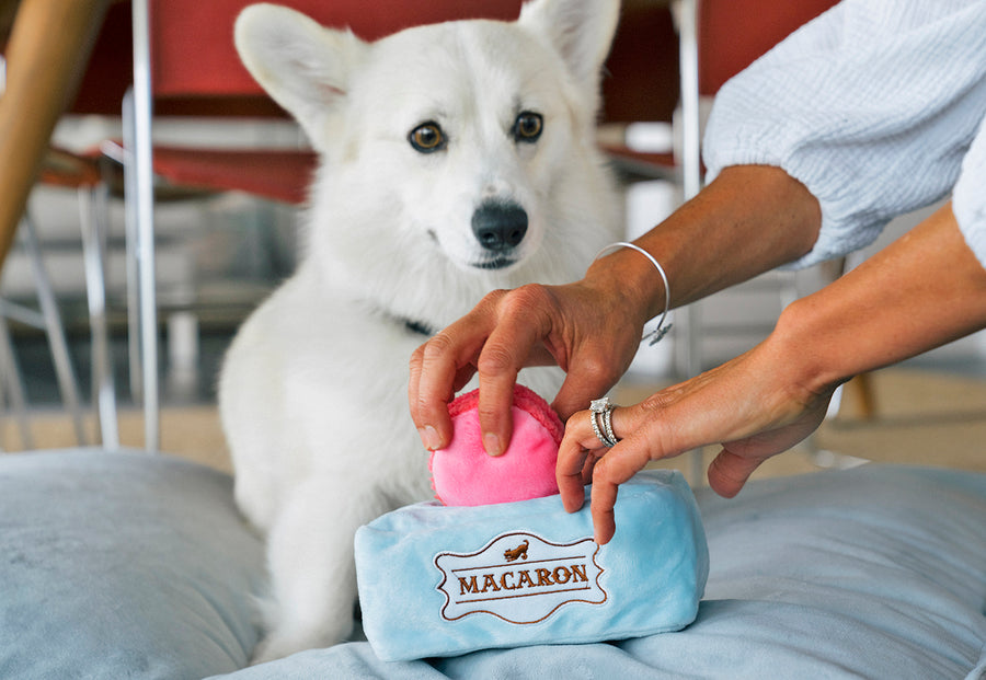 corgi looking at the pink macaron toy go into box of Pup Cup Cafe Collection by P.L.A.Y. - Mutt-a-rons find-n-seek toy