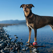 Load image into Gallery viewer, P.L.A.Y. Dog Tennis Ball - ball at dog&#39;s feet in water
