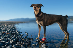 P.L.A.Y. Dog Tennis Ball - ball at dog's feet in water