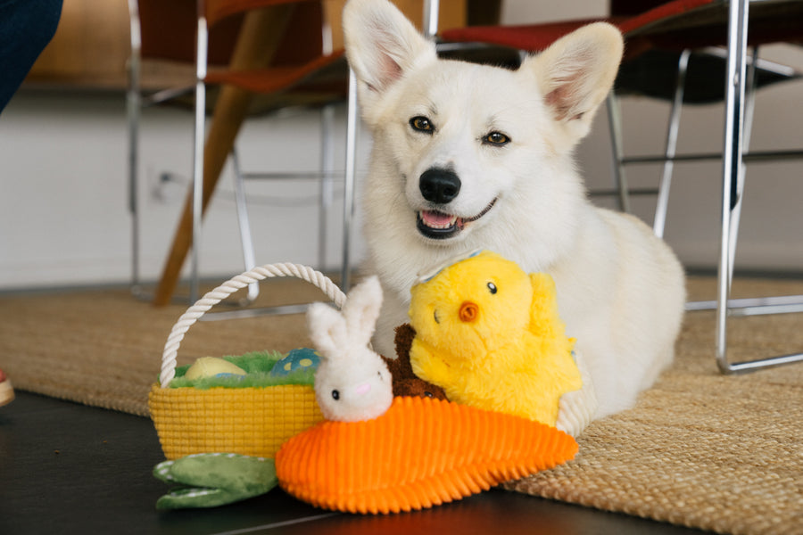 Hippity Hoppity Collection by P.L.A.Y. - Corgi pictured smiling with all three toys