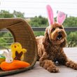 Load image into Gallery viewer, Hippity Hoppity Collection by P.L.A.Y. - dog with bunnie ears sitting next to all three toys
