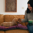 Load image into Gallery viewer, Coastal Series Original Chill Pad in Plum with dog and dog mom on couch
