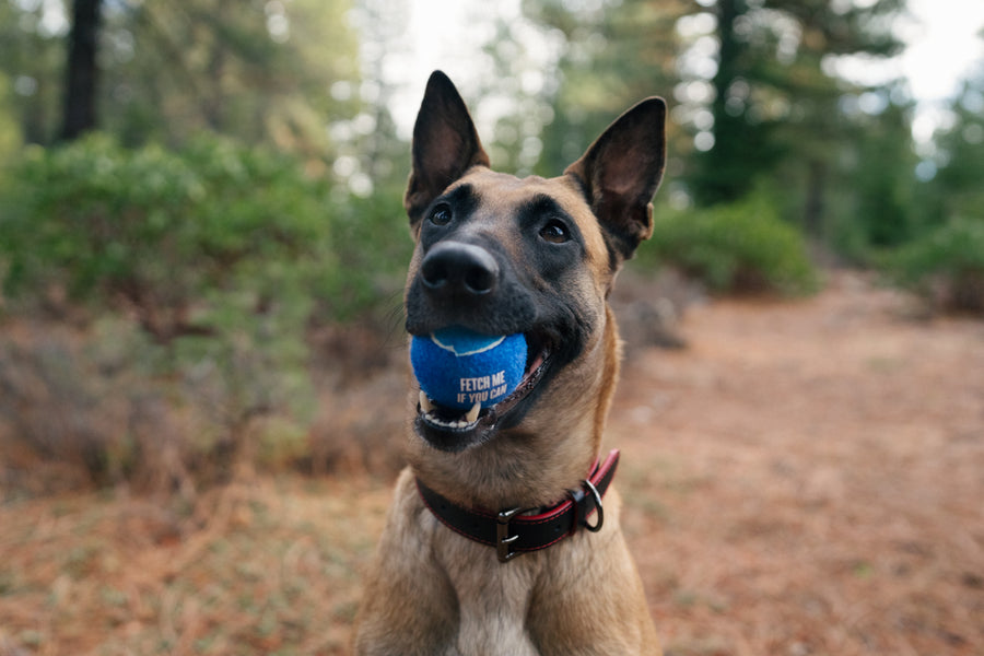 P.L.A.Y. Dog Tennis Ball - Blue ball in dog's mouth