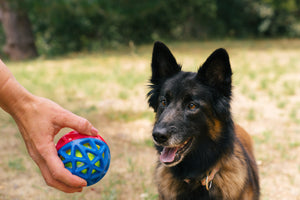 P.L.A.Y. Go-Go Astro Ball Lunar in human hand with dog staring at it