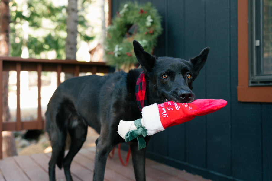 Merry Woofmas Collection Good Boy Stocking Toy in mouth of beautiful black dog on deck wearing a bandana