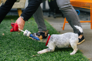 P.L.A.Y. Totally Touristy Eiffel Tower Dog Toy - small sized toy showing interactive tugging feature of Bungee with a puppy