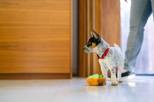 Barking Brunch Collection by P.L.A.Y. Avo-doggo Toast Toy mini sized next to puppy