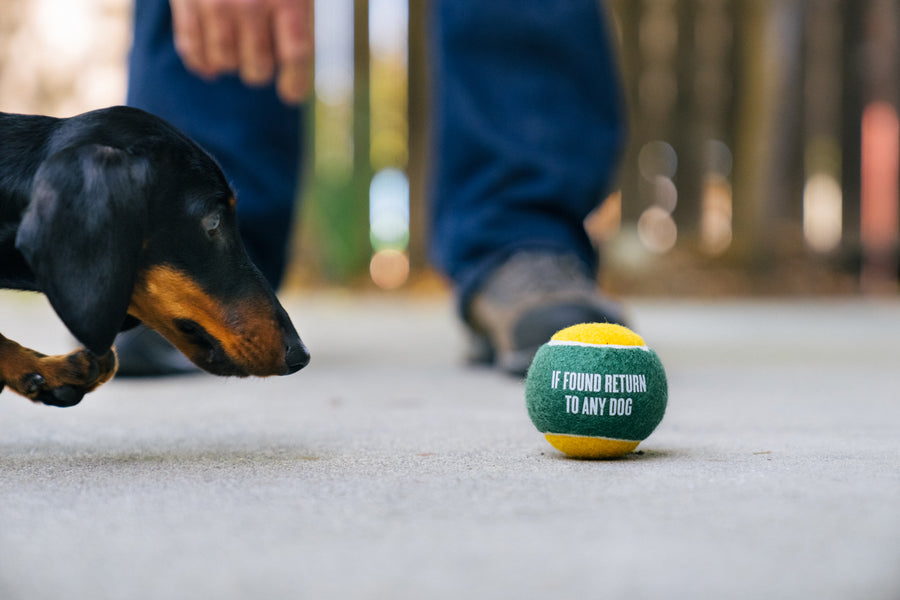 P.L.A.Y. Dog Tennis Ball - dog and ball