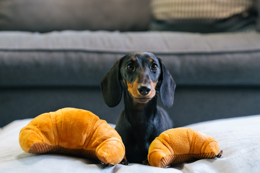 Barking Brunch Collection - Croissant Toy both sizes with small dog