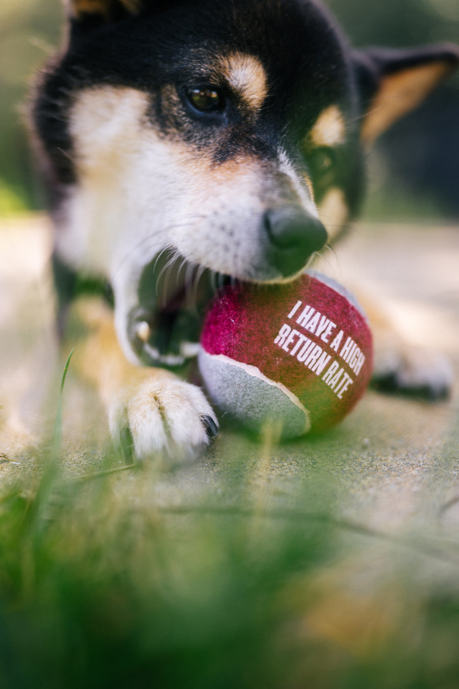 P.L.A.Y. Dog Tennis Ball - ball in dogs mouth