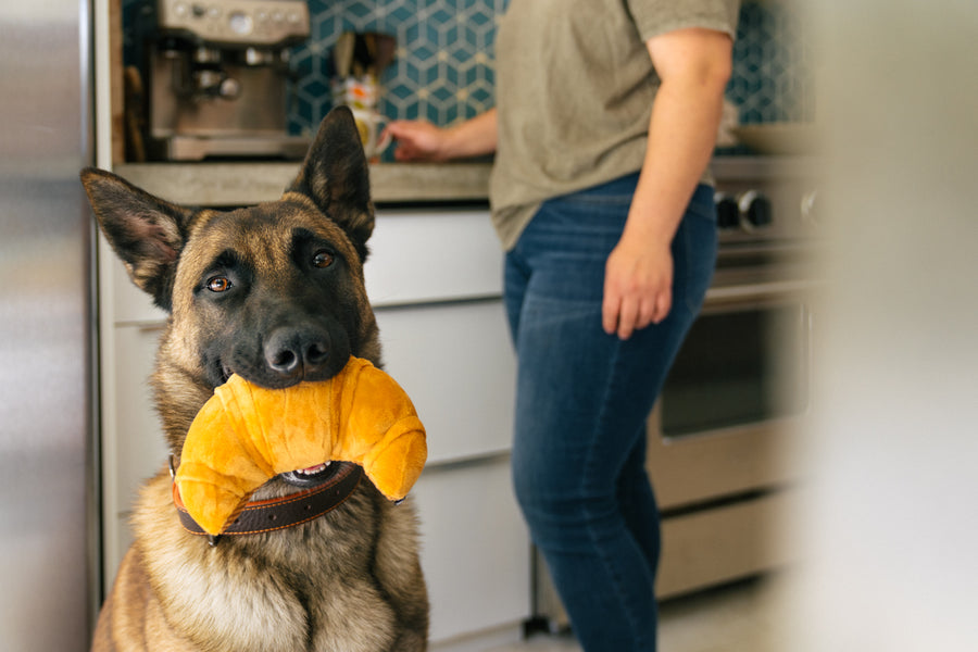 Barking Brunch Collection - Chicken & Woofles Toy in Dog's MouthBarking Brunch Collection by P.L.A.Y. Pup's Pastry Toy in dog's mouth in kitchen