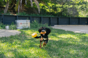 Barking Brunch Collection by P.L.A.Y. Chicken & Woofles Toy dog running with mini version in mouth outside