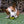 Load image into Gallery viewer, ZoomieRex IncrediBall by P.L.A.Y. - green stuffed with treats in Corig&#39;s mouth
