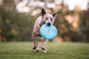 P.L.A.Y. ZoomieRex InfiniDisc - blue disc in dog's mouth running outside